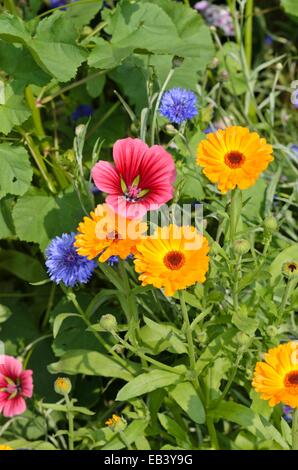 Mistery fleur (malope trifida), souci officinal (calendula officinalis) et le bleuet (centaurea cyanus) Banque D'Images