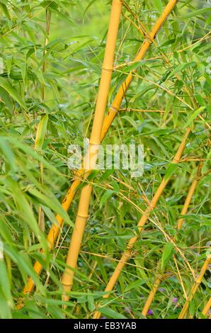 Bambou (phyllostachys aureosulcata 'aureocaulis') Banque D'Images