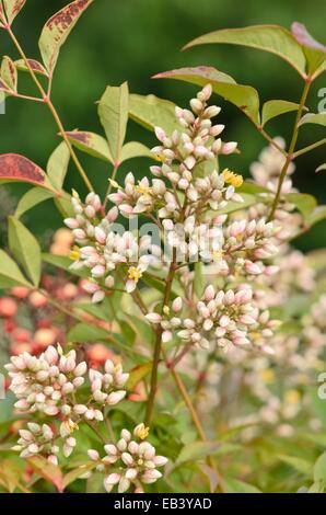 La Nandina domestica (bambou sacré) Banque D'Images