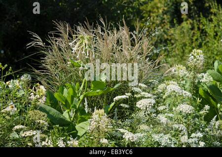 Le tabac (Nicotiana), herbe d'argent chinois (miscanthus), l'araignée fleurs (tarenaya syn. cleome) et ammi Banque D'Images