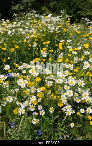 Chanomile allemand (matricaria recutita syn. Matricaria chamomilla) et Dyer's camomille (anthemis tinctoria syn. cota tinctoria) Banque D'Images