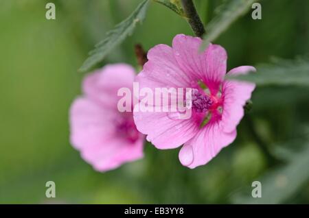 Armenian mallow (althaea cannabina) Banque D'Images