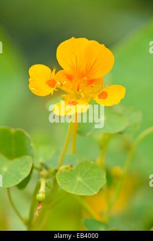 Capucine (tropaeolum minus) Banque D'Images