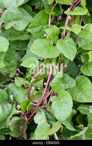 L'épinard de malabar (Basella alba 'rubra') Banque D'Images