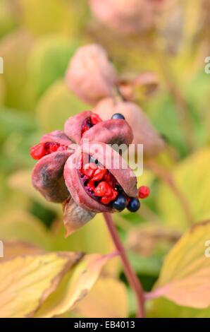 La pivoine (Paeonia mascula corail subsp. mascula) Banque D'Images