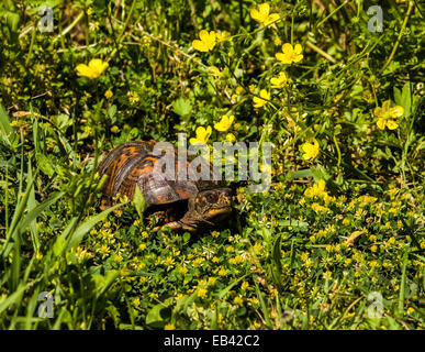 Gros plan d'une tortue cachetée de l'est isolée dans l'herbe avec des fleurs de printemps de prairie jaune de buttercup, Monroe, New Jersey, États-Unis, NJ tortues d'animaux inhabituelles Banque D'Images