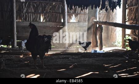 Poulets dans une grange dans la région de Vinales Cuba Banque D'Images