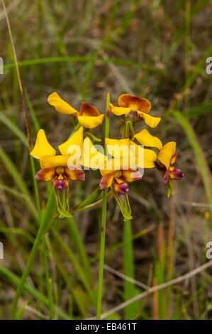 Diuris longifolia, âne de Badgingarra Orchid NP, WA, Australie Banque D'Images