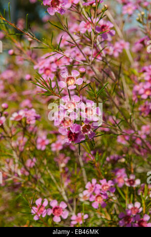 Chamelaucium uncinatum, Rose Geraldton la cire dans Kings Park, Perth, WA, Australie Banque D'Images