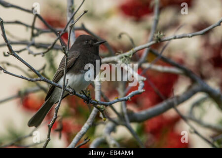 Phoebe noir sur une branche avec des couleurs crème et rouge à l'arrière-plan. (Paysage) Banque D'Images