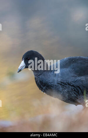 Une Foulque, souvent appelé une poule de boue, autour de la rive d'un étang. Banque D'Images