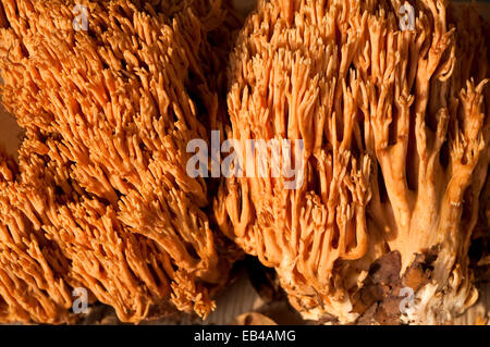 L'Italie, corail champignon, Ramaria Formosa Banque D'Images