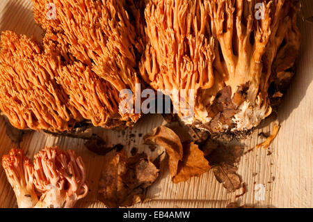 L'Italie, corail champignon, Ramaria Formosa Banque D'Images