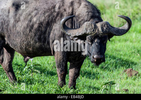 Un Buffle africain le pâturage sur une plaine de savane à l'aube. Banque D'Images