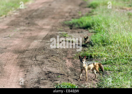 Alerte et d'alerte, un chacal à dos noir se dresse le long d'un chemin de terre sur la plaine de savane d'un parc du safari. Banque D'Images