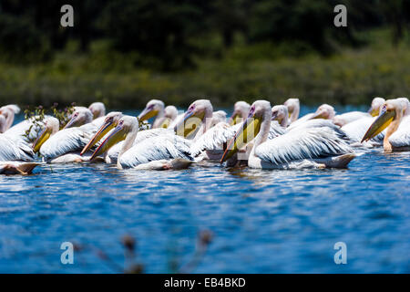 Un troupeau de pélicans blancs d'une grande piscine sur la surface d'un lac d'eau douce inondé. Banque D'Images