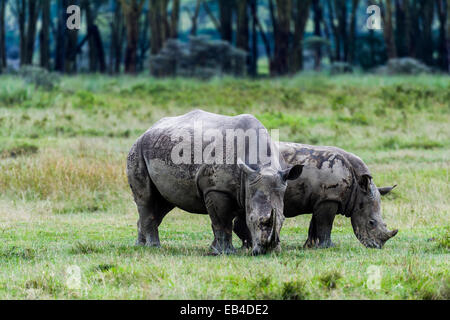 Une mère et son petit rhinocéros blanc sur le pâturage d'herbes courtes de la plaine de savane. Banque D'Images