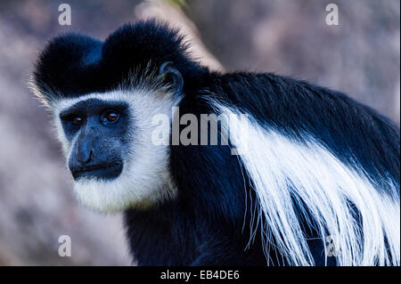 Un Colobe noir et blanc affiche un Elvis Presley hairstyle. Banque D'Images