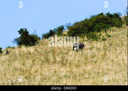 Un éléphant d'Afrique sub-adulte de la descente d'une petite colline sur la savane. Banque D'Images