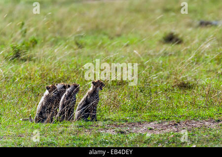 Une portée de Cheetah cubs reposant sur l'herbe courte plaine de savane. Banque D'Images