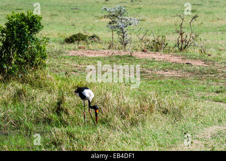 Une selle-billed stork se nourrit de grenouilles dans un petit étang dans la savane. Banque D'Images