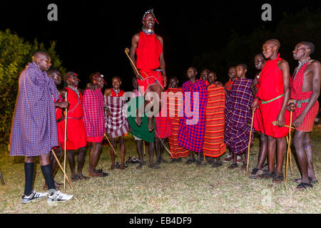 Les guerriers massaïs sauter lors d'un affichage de cérémonie appelée adumu ou aigus. Banque D'Images
