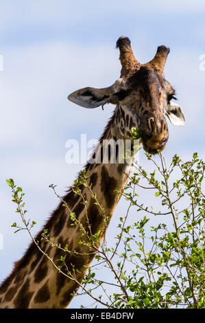 Une girafe Masaï pâturage sur les nouvelles pousses de feuilles de germination les pointes des branches d'arbre. Banque D'Images