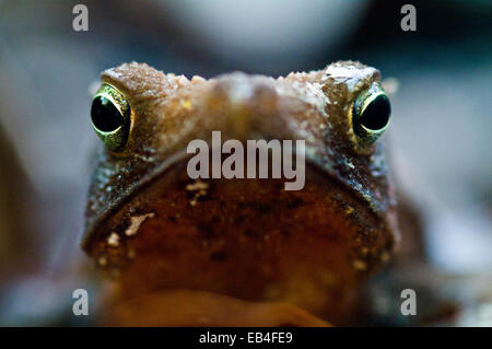 Sharp et lumineux, les yeux d'un crapaud de forêt à la chasse dans la forêt amazonienne. Banque D'Images