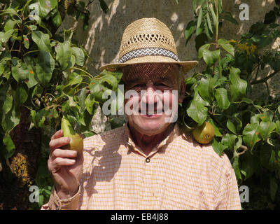 Allemagne Bavière Hallertau heureux agriculteur à ripe pear tree Banque D'Images