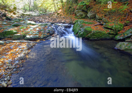 Les feuilles qui tombent. Les feuilles tombées dans roaring mountain stream. Banque D'Images