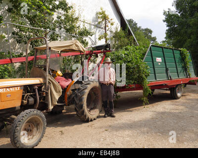 Allemagne Bavière Hallertau houblon récolté dans la machine agricole allemand camion de pureté Banque D'Images