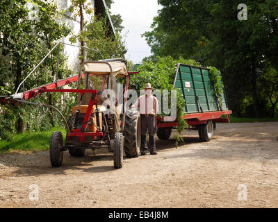 Allemagne Bavière Hallertau houblon récolté dans la machine agricole allemand camion de pureté Banque D'Images