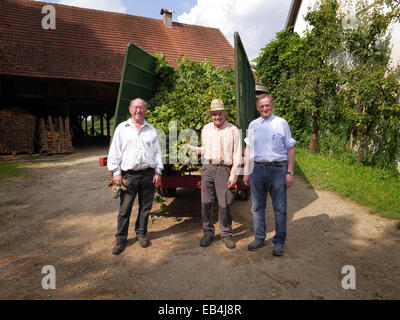 Allemagne Bavière Hallertau houblon récolté dans la machine agricole allemand camion de pureté Banque D'Images