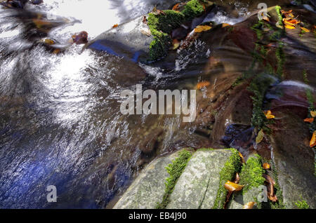 Les feuilles qui tombent. Les feuilles tombées dans roaring mountain stream. Banque D'Images