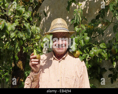 Allemagne Bavière Hallertau heureux agriculteur à ripe pear tree Banque D'Images