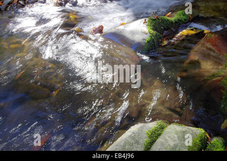 Les feuilles qui tombent. Les feuilles tombées dans roaring mountain stream. Banque D'Images