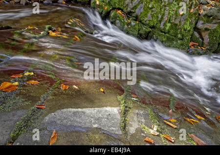 Les feuilles qui tombent. Les feuilles tombées dans roaring mountain stream. Banque D'Images