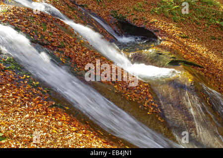 Les feuilles qui tombent. Les feuilles tombées dans roaring mountain stream. Banque D'Images