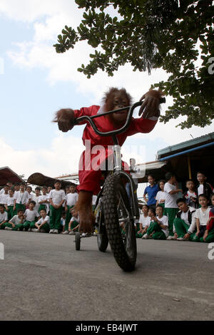 Pasay City, Philippines. 26 Nov, 2014. Un enfant de cinq ans orang-outang nommé 'Orange' qui porte un costume père noël monte un vélo pour amuser les enfants à l'intérieur un zoo à Pasay City, Philippines, le 26 novembre 2014. © Rouelle Umali/Xinhua/Alamy Live News Banque D'Images