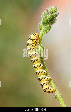 Caterpillar de ramper sur des rameaux verts Banque D'Images