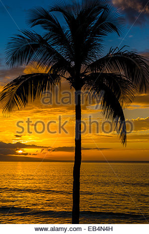 Un palmier en silhouette sur la plage contre une orange au coucher du soleil. Banque D'Images