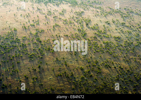 Une vue aérienne d'une forêt d'acacia parsemant la vaste plaine de savane à graminées courtes, à l'aube. Banque D'Images