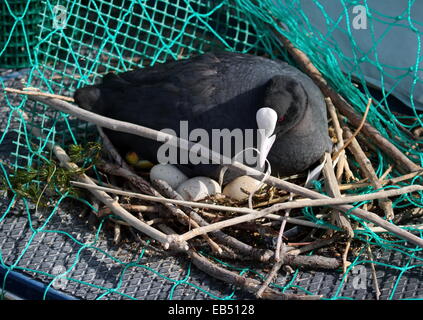 Femme eurasienne, canard foulque fulica atra, broyer du nid avec des oeufs Banque D'Images