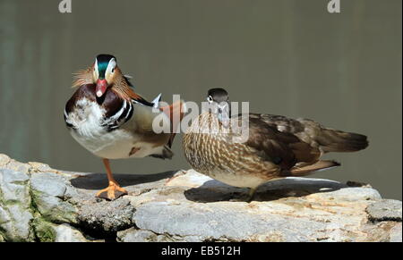 Le canard mandarin mâle et femelle, Aix galericulata, debout sur des rochers Banque D'Images