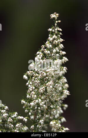 Gros plan sur un arbre heath, erica arborea, fleurs Banque D'Images