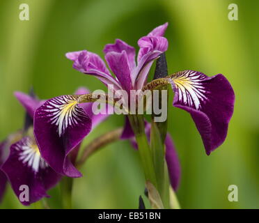 Close up sur les arlequins ou plus ou le nord du pavillon bleu, Iris versicolor Banque D'Images