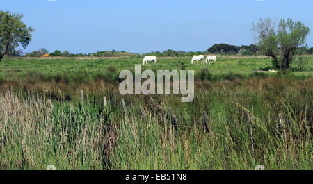 Trois chevaux camargue dans un pré, France Banque D'Images