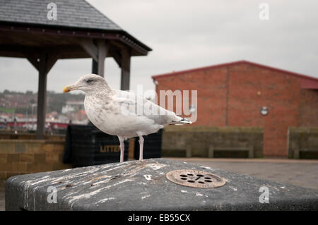 Larus argentatus Herring Gull Banque D'Images