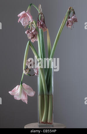 Amaryllis fleurs fanées en vase en verre Banque D'Images