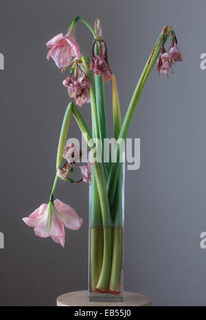 Amaryllis fleurs fanées en vase en verre Banque D'Images